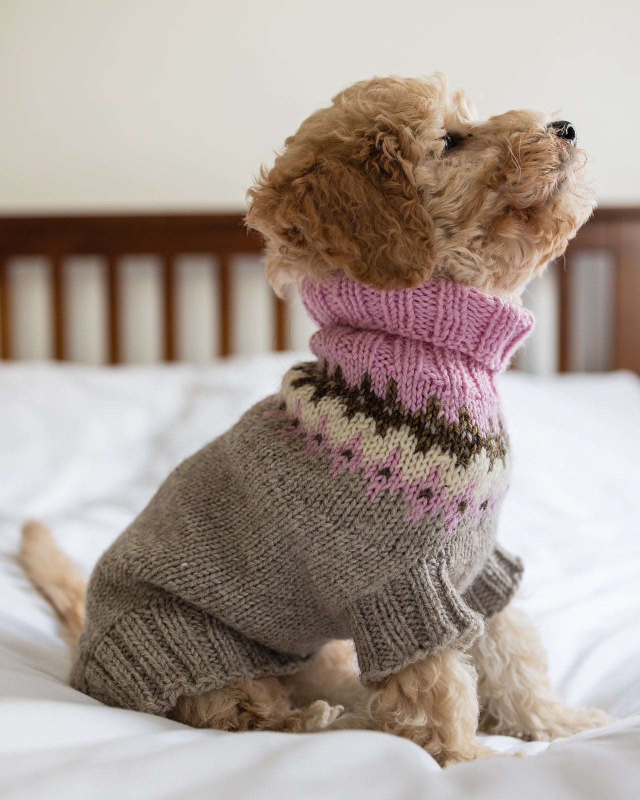Dog Dress Crochet Dog Onesie Pattern Easy Crochet Dog Sweater Pattern Free Best Free Crochet Dog Dog Dress Crochet Dog Onesie Pattern Easy Crochet Dog Sweater Pattern Free Best Free Crochet Dog